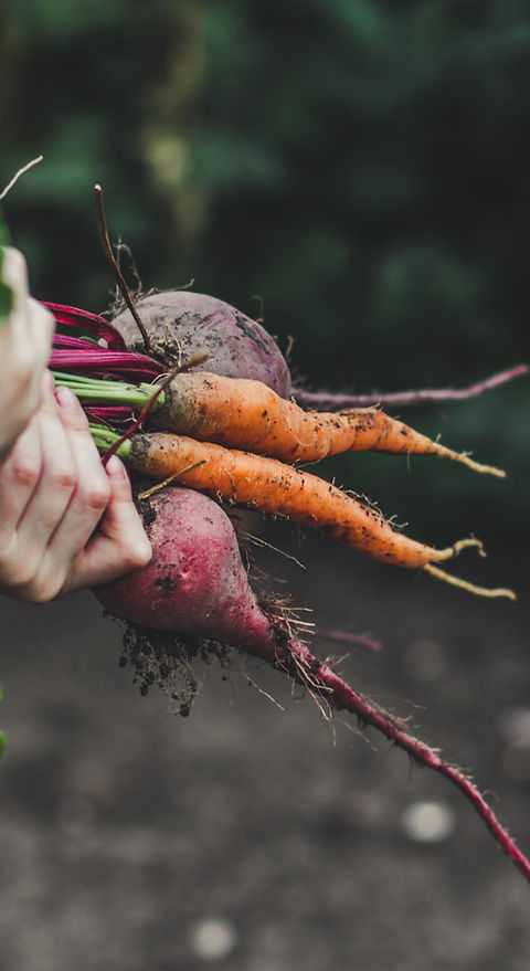 Vegetable Picking