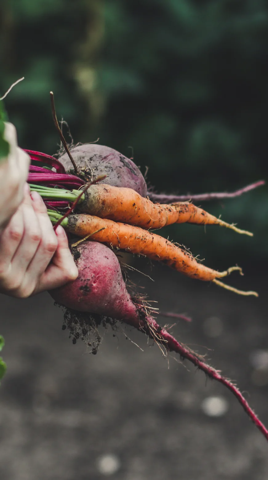 Vegetable Picking