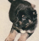 Benelli 1994_edited.jpg