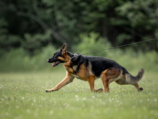 Mooin side gait at GSDC regional.jpg