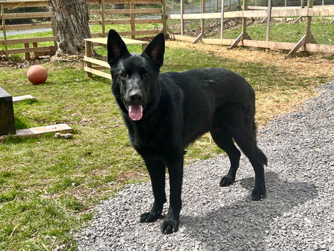"Ace" our Black German Shepherd