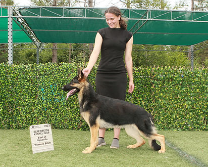 BOS Winner's Bitch Cape Breton Kennel Club Show.jpg