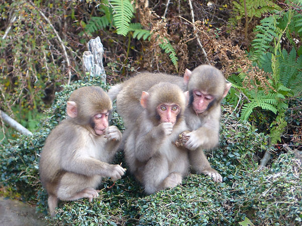 Snow Monkey (photoAC).jpg