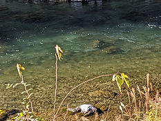 PXL_20221110_000942649.MP.jpg