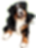 Samy unser Hofhund