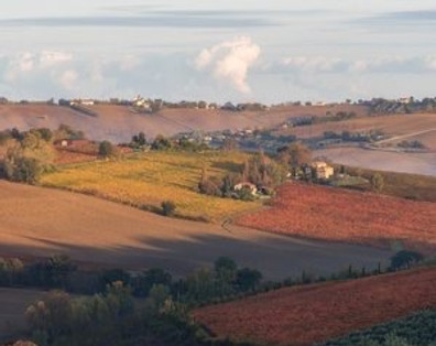 Vineyards in autumn at Marotti Campi