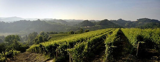 Ground level view of vineyards in the summer 