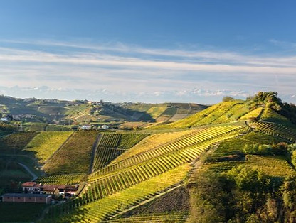 Vineyards on the hillside of Roero