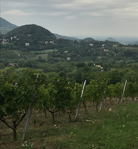 Monteforche vineyards on a cloudy day