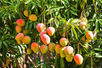 Mango Season Is Officially Here!