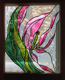Pink Tulip