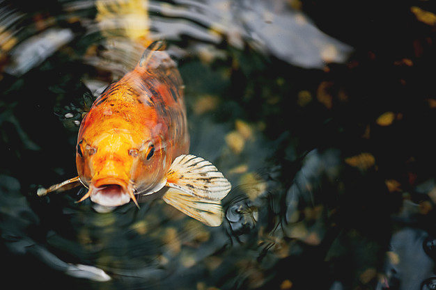 What Does This Fish Have To Do With Cannabis