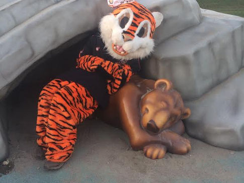 Meet your Tiger-Tilly the Tiger