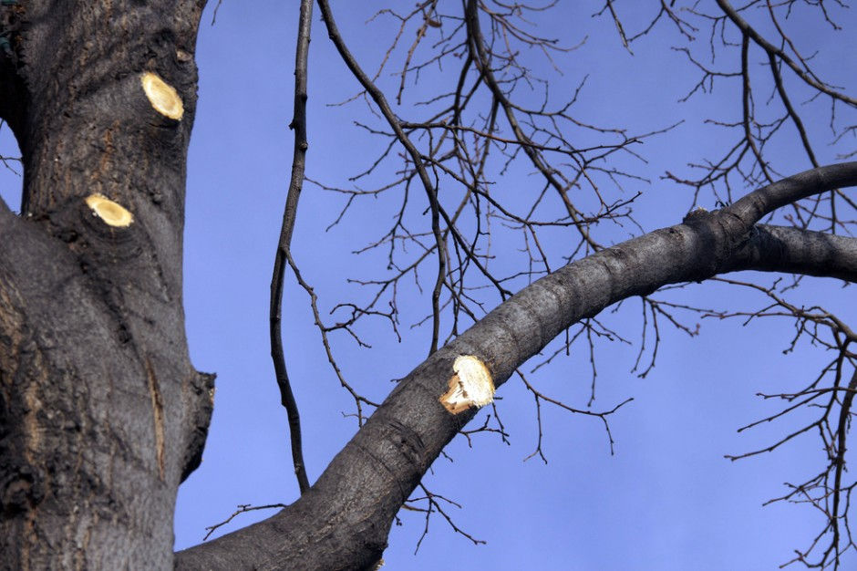 How to prune a tree Tree Service
