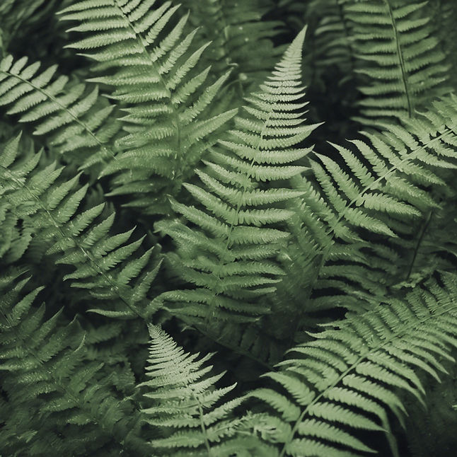 calming fern background_edited.jpg