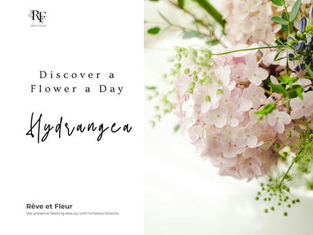 Hydrangea: A Bloom of Gratitude and Harmony