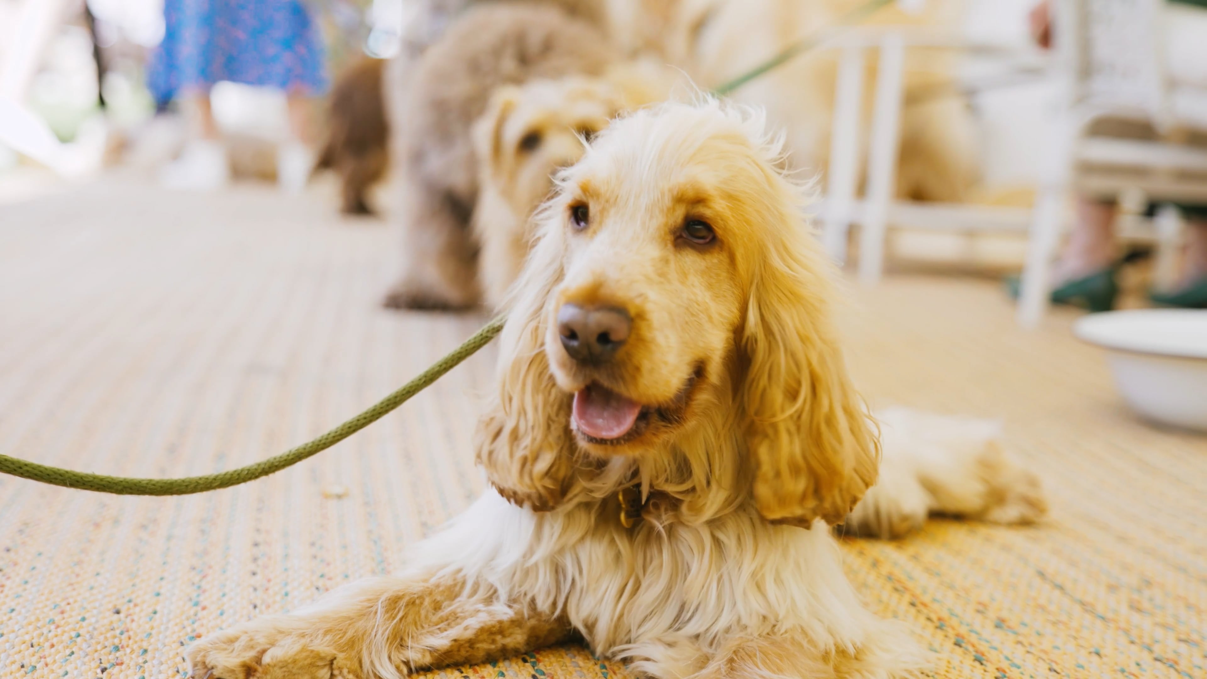 Goodwoof Event Coverage