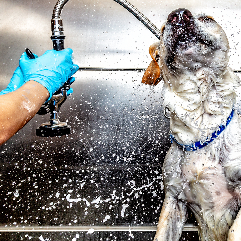 Rescue dog shakes water off while someone washes him at a professional groomers