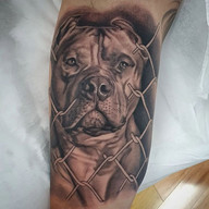 Pitbull Tattoos