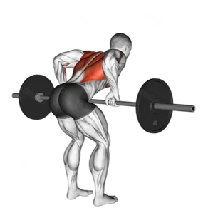 Barbell Row: The King of Exercises for a Massive Back Workout & Unrivaled Strength