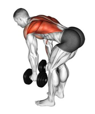 Bent Over Dumbbell