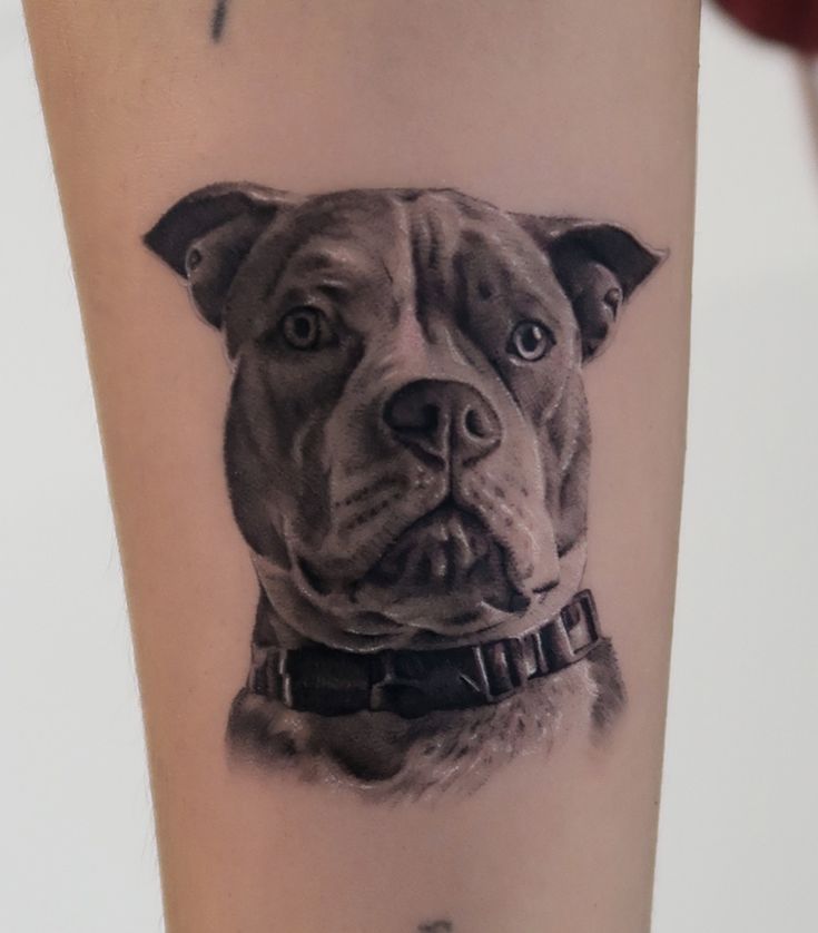 Pitbull Tattoos