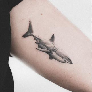 Tatuagem Tubarão