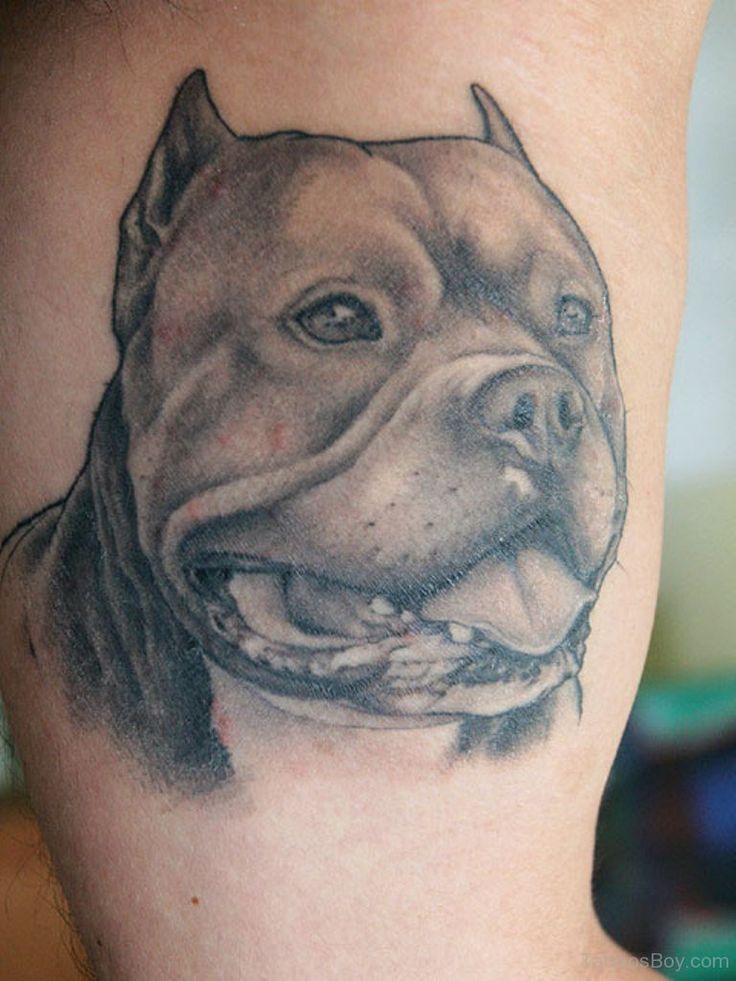 Pitbull Tattoos