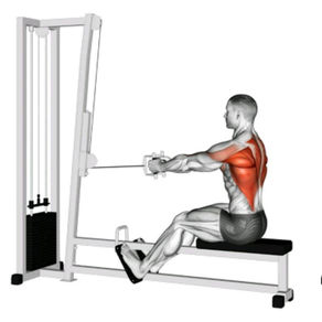 Seated Cable Rows