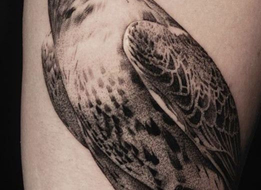 Hawk Tattoos