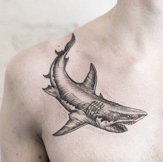 Tatuagem Tubarão