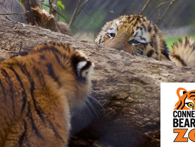 AARP CT’s Fourth Fridays Free at Connecticut’s Beardsley Zoo