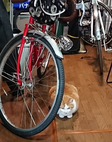 奈良市】シティサイクルプリシードカーキ