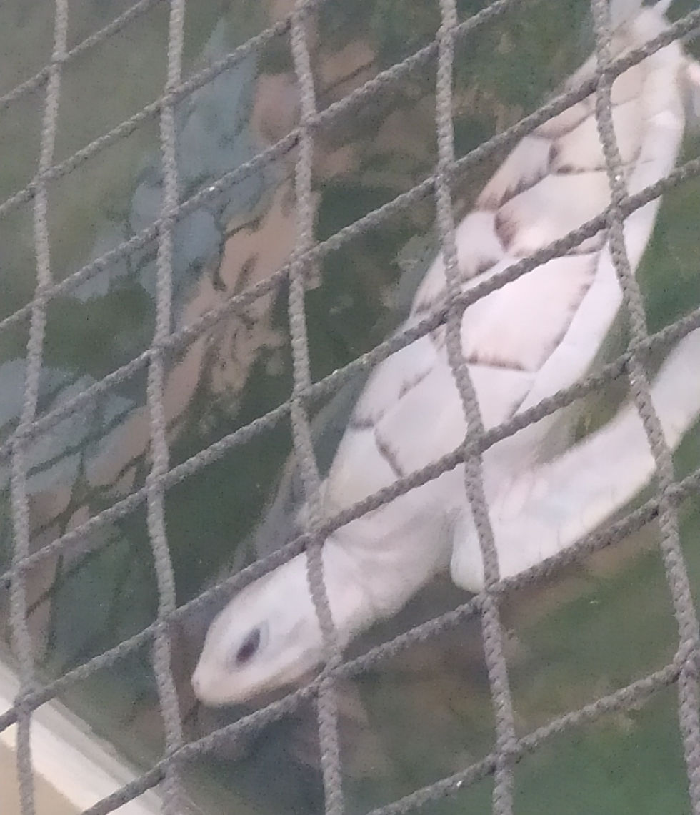 Albino kornjača na crnom tržištu košta oko 45.000 evra
