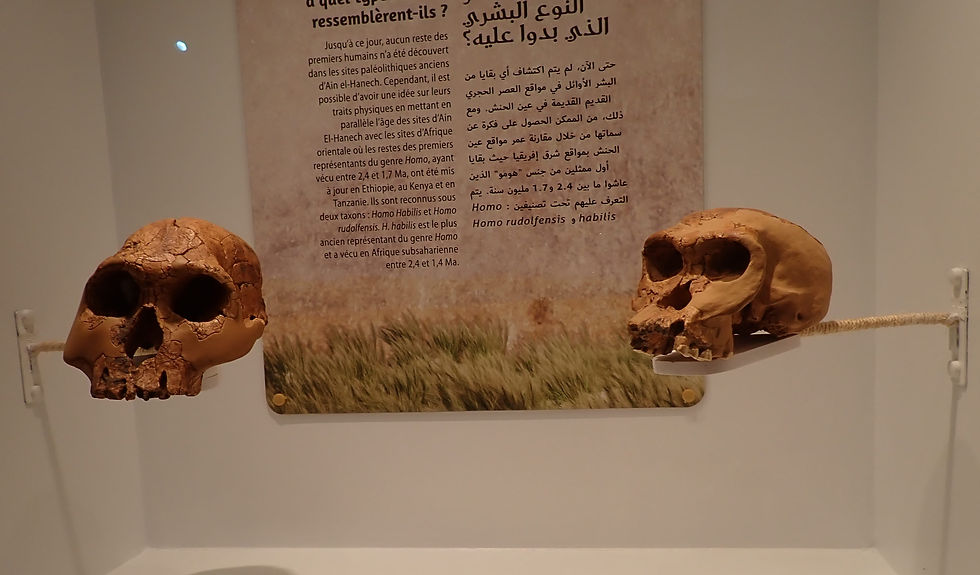 Музей Бардо хранит экспонаты - останки Homo habilis и Homo rudolfensis, которые жили между 2,4 и 1,7 миллиона лет до нашей эры