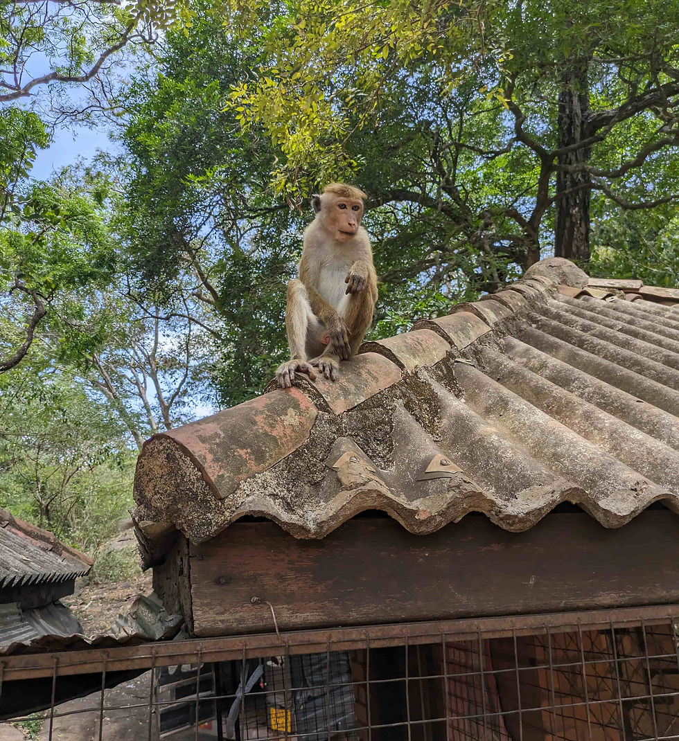 Majmune možete videti na svakom mestu FOTO: Marko Divjak