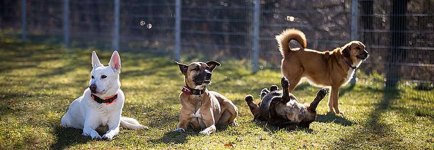 Vermittlung Kleintiere Tierheim Ostermünchen