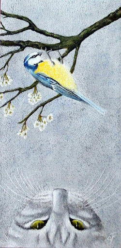 La mésange bleue