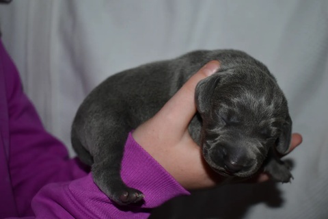 Wagner Cattle Co. puppies