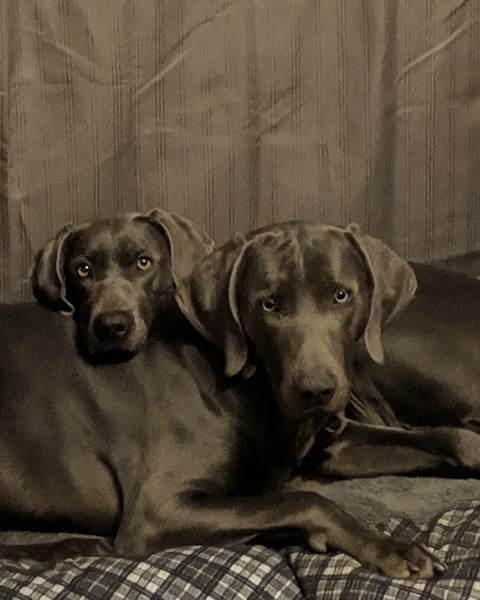 Wagner Cattle Co. puppies