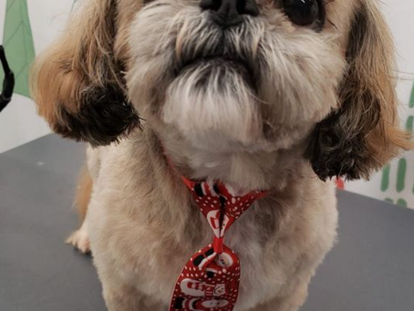 Mobile Grooming: A Convenient and Stress-Free Option for Your Pup