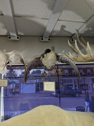 Starks Taxidermy Fowl