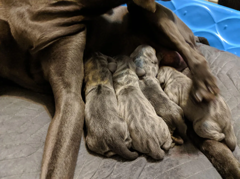 Wagner Cattle Co. puppies