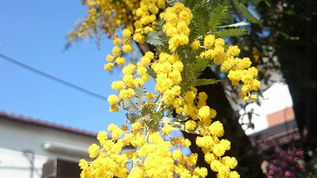 好きな花の季節です