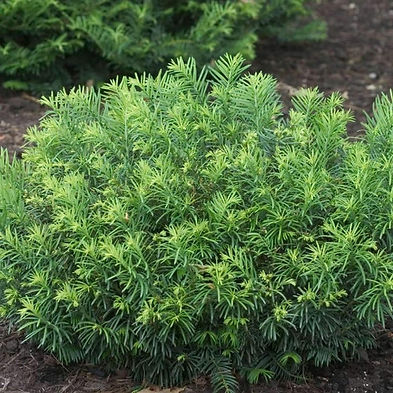 duke-gardens-plum-yew-13974050209834_x560.progressive.jpg