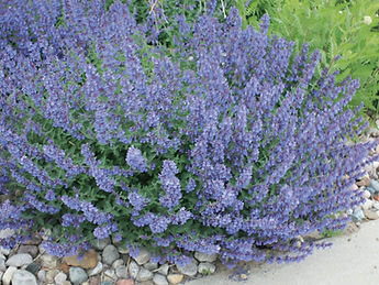 Nepeta-faassenii-Walkers-Low-scaled.jpg