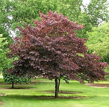 burgundy-hearts-redbud-29031580106794_x560.progressive.jpg