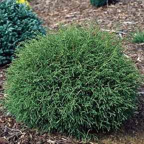 thuja_mr_bowling_ball_1_1_2.jpg