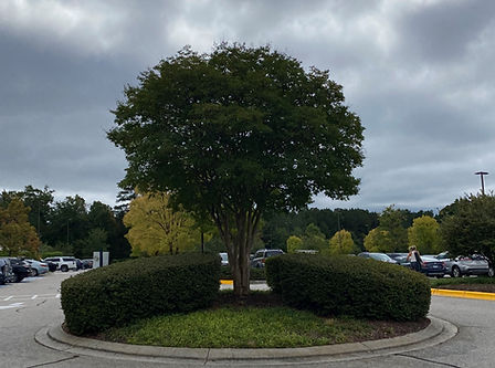 Landscape Design Lifetime Cary Entrance Before.jpg