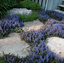 ajuga-chocolate-chip-bugleweed-4.jpg